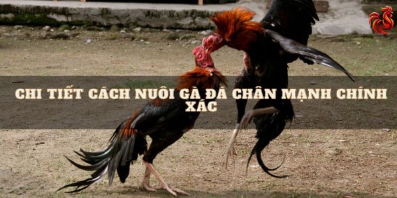 Cách Nuôi Gà Đá Chân Mạnh - Bí Quyết Huấn Luyện Thần Kê 2 Cách nuôi gà đá chân mạnh với chế độ ăn thích hợp