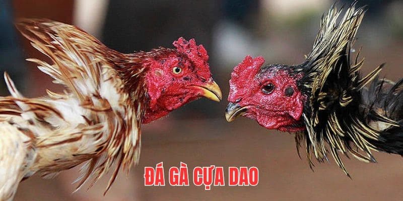 Đá gà cựa dao tại QQ88